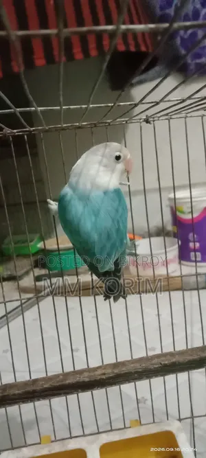 Love Bird.
