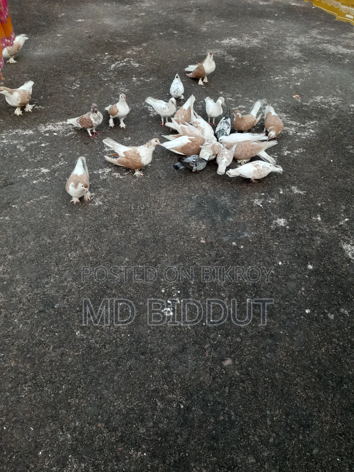 Pigeons, Birds