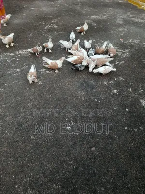 Pigeons, Birds