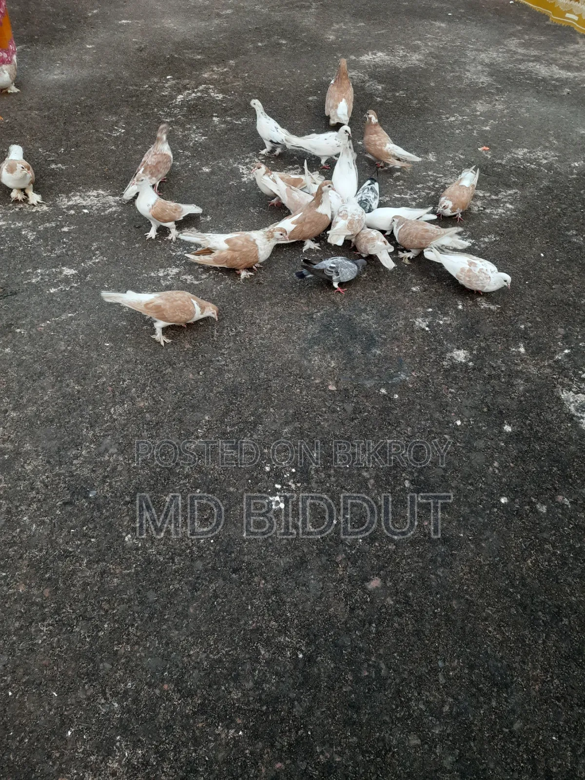 Pigeons, Birds