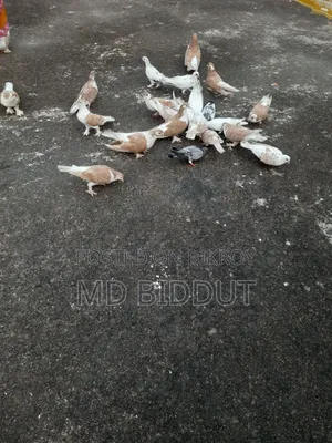 Pigeons, Birds