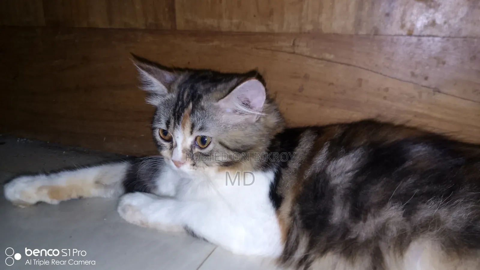 3-6 months Female Purebred Persian
