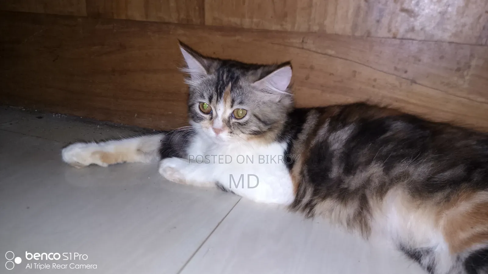 3-6 months Female Purebred Persian