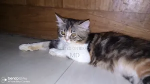 3-6 months Female Purebred Persian