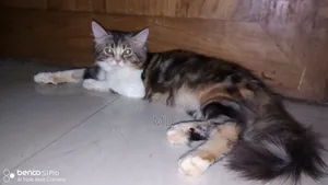 3-6 months Female Purebred Persian