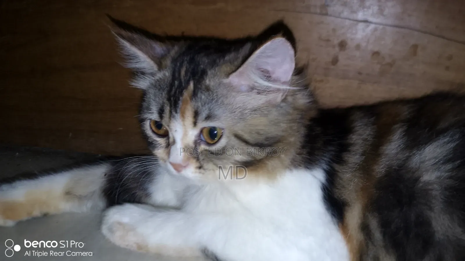 3-6 months Female Purebred Persian