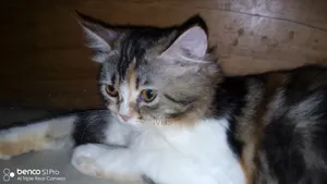3-6 months Female Purebred Persian