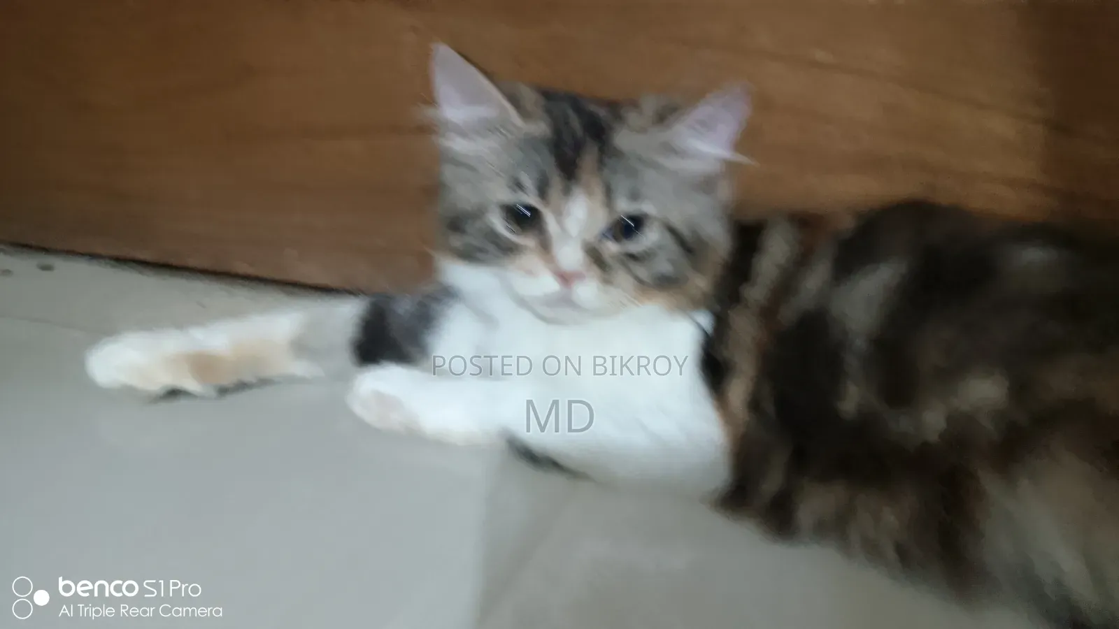 3-6 months Female Purebred Persian