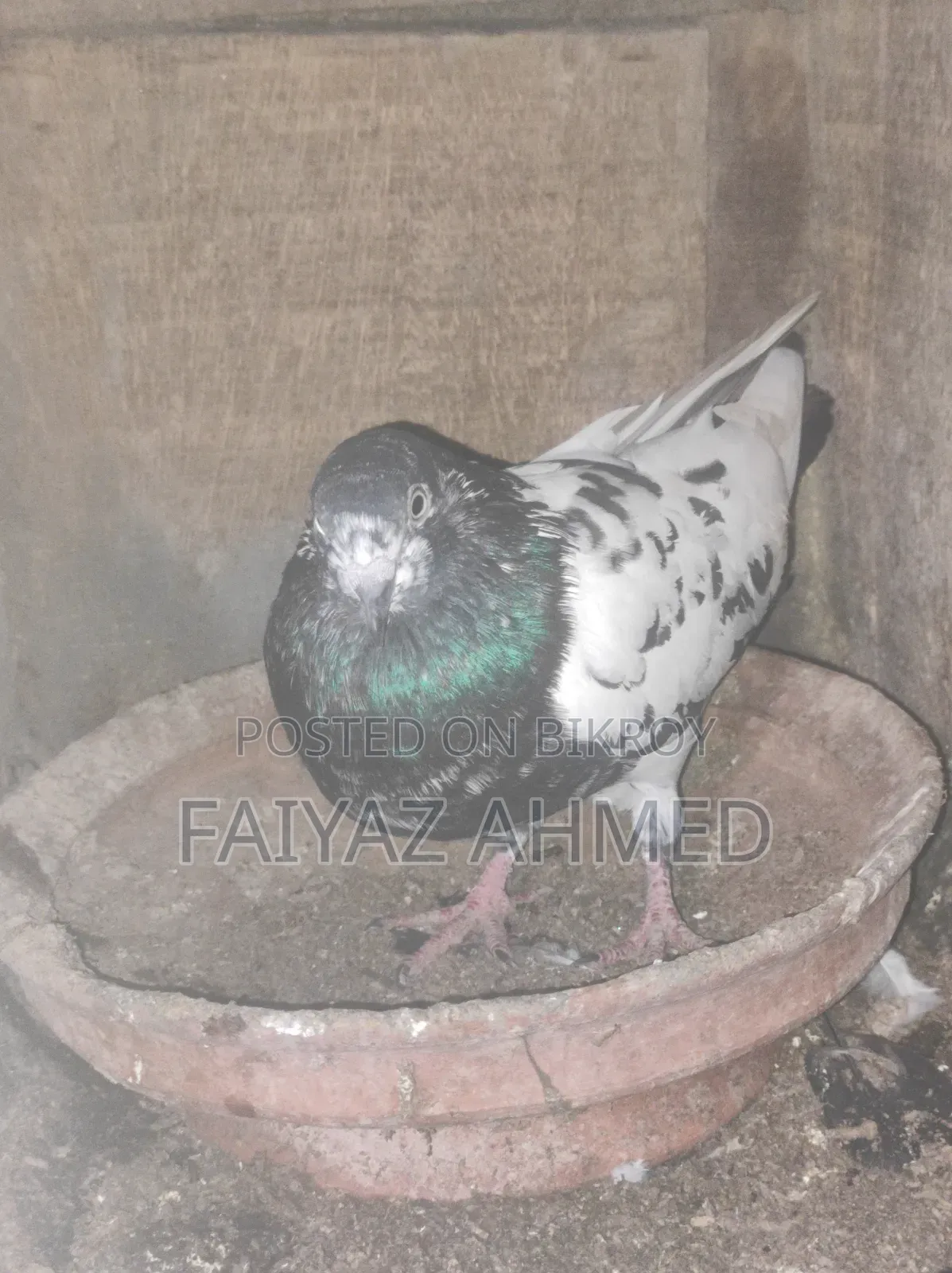 কবুতর বিক্রি