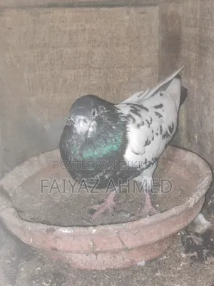 কবুতর বিক্রি