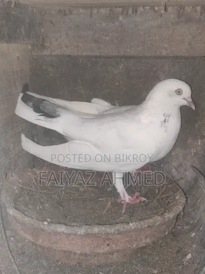 Pigeons for sale