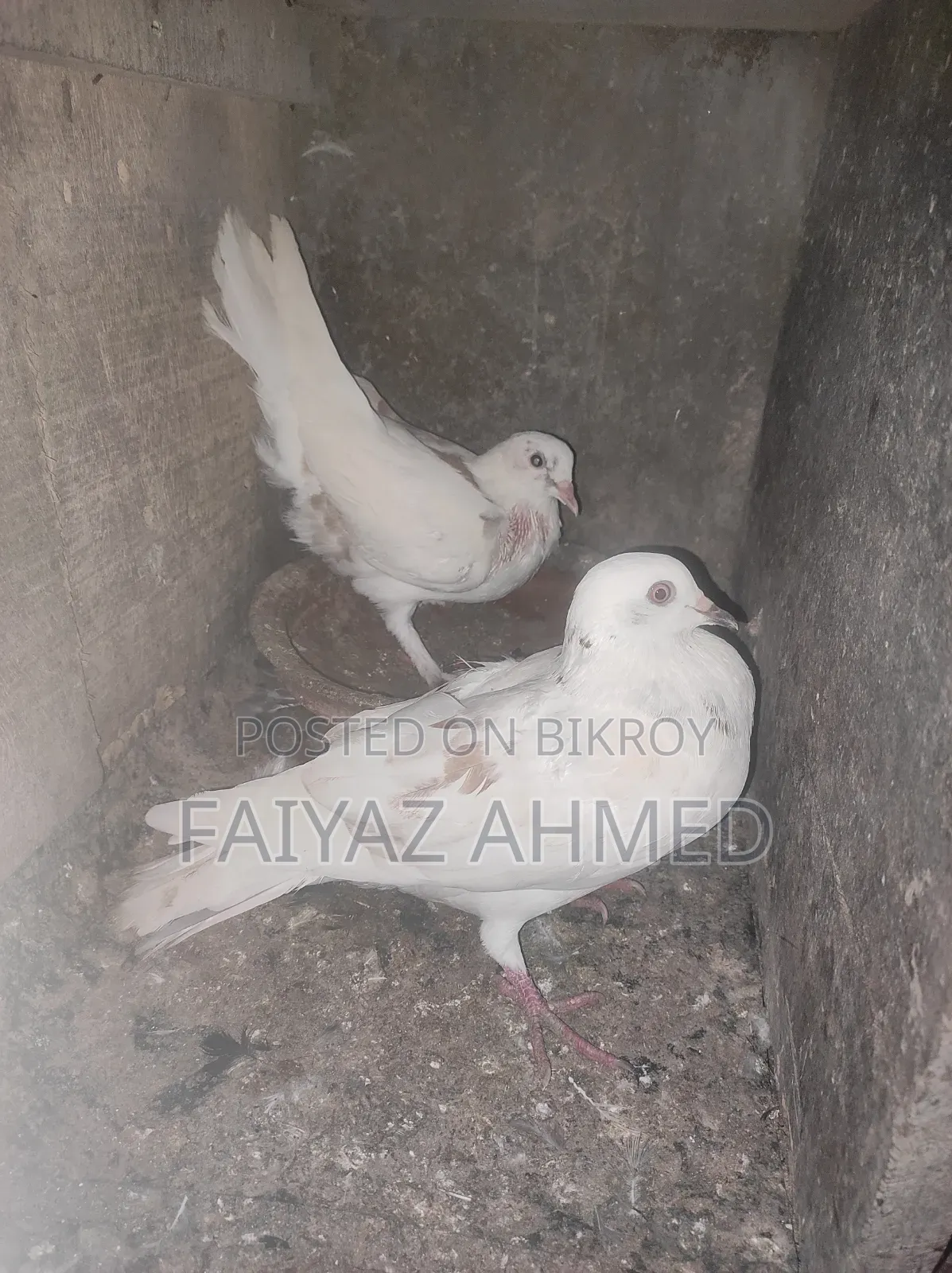 কবুতর বিক্রি