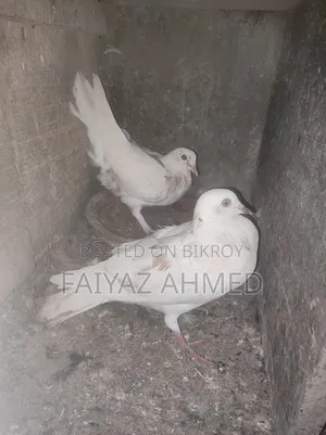 কবুতর বিক্রি