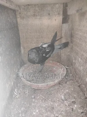 কবুতর বিক্রি