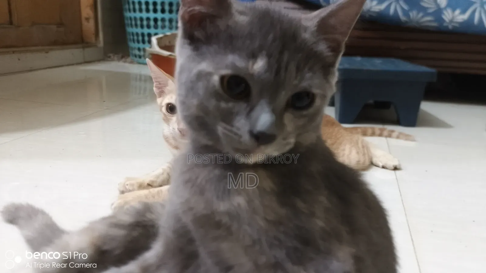 ৩-৬ মাসের মেয়ে পিওরব্রেড বেঙ্গল