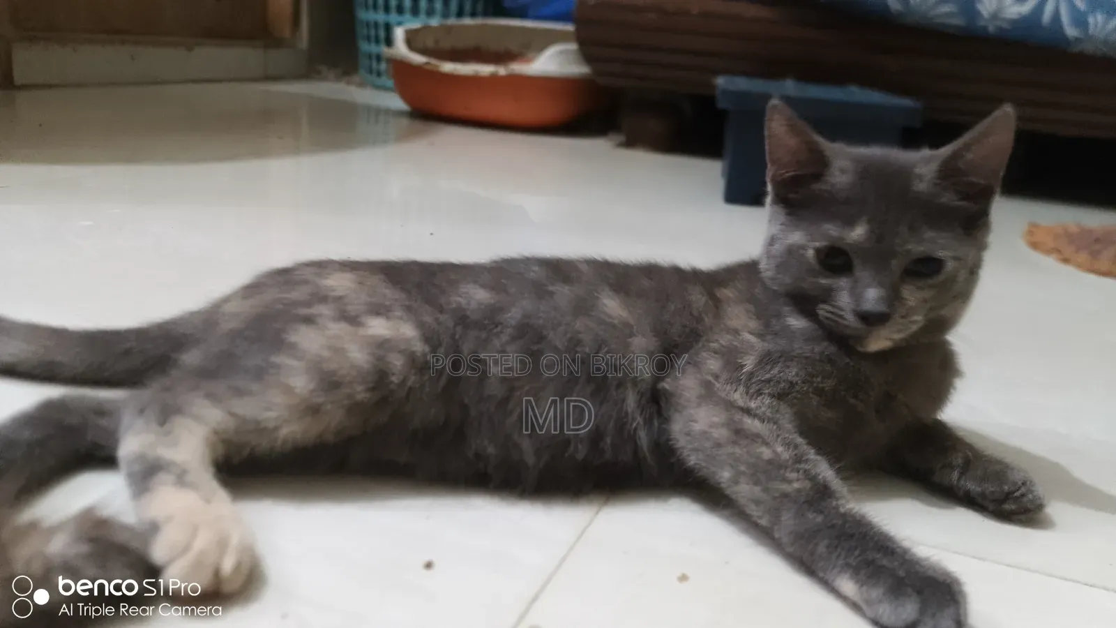 ৩-৬ মাসের মেয়ে পিওরব্রেড বেঙ্গল