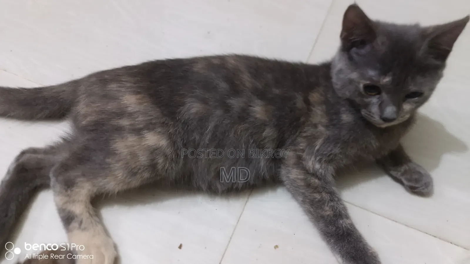 ৩-৬ মাসের মেয়ে পিওরব্রেড বেঙ্গল