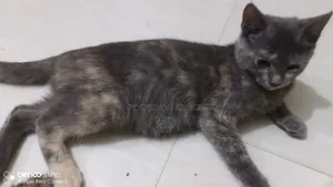 ৩-৬ মাসের মেয়ে পিওরব্রেড বেঙ্গল
