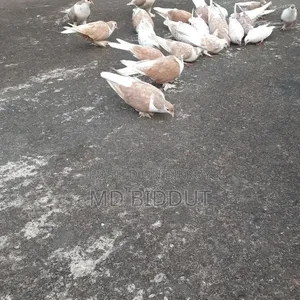 কবুতর, পাখি