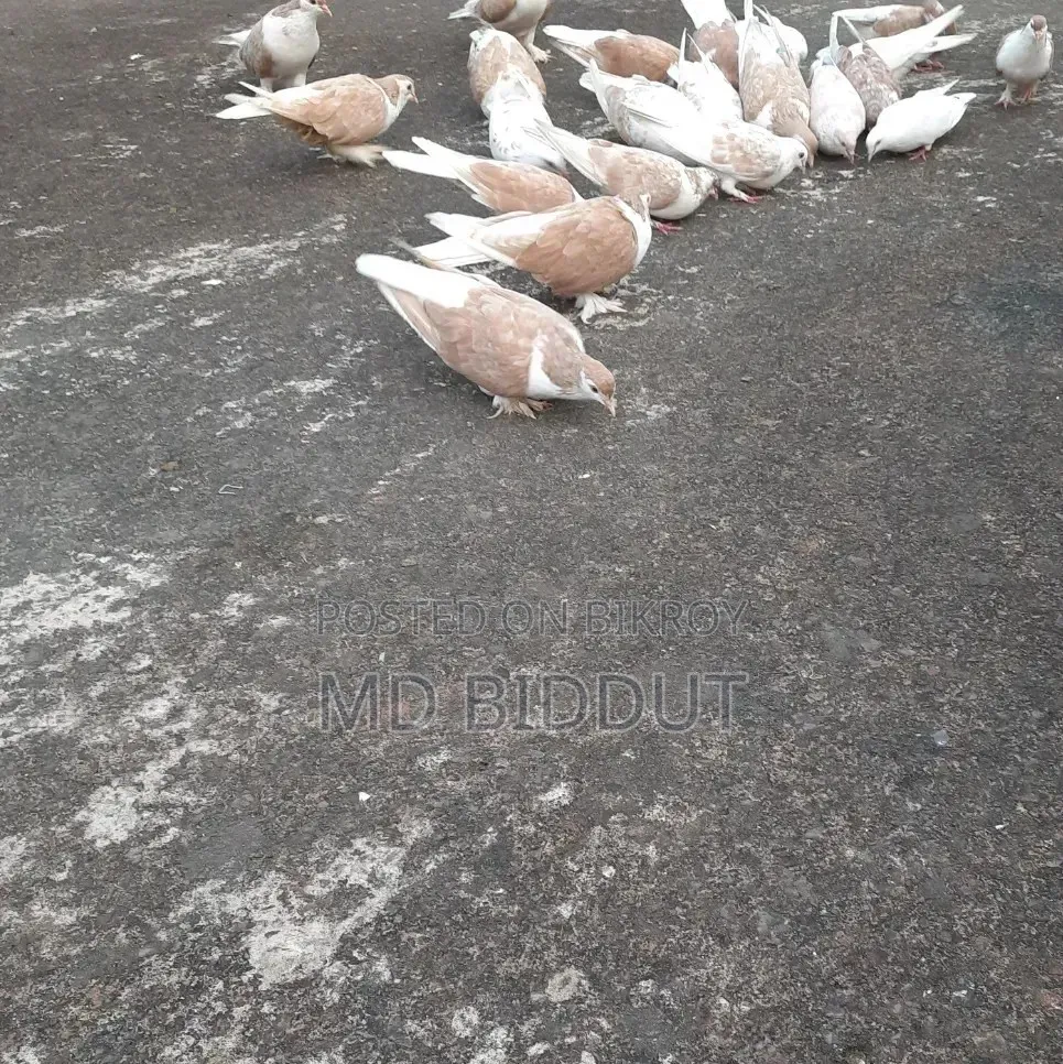 Pigeons, Birds