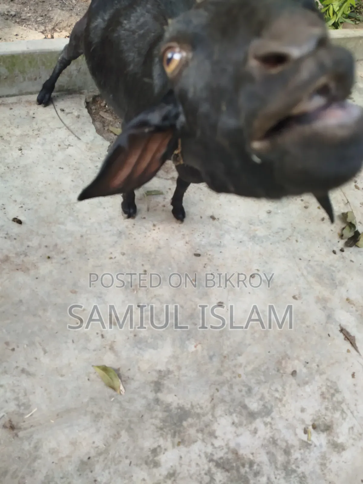 Local Pregnant Goat for Sale