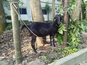 Local Pregnant Goat for Sale