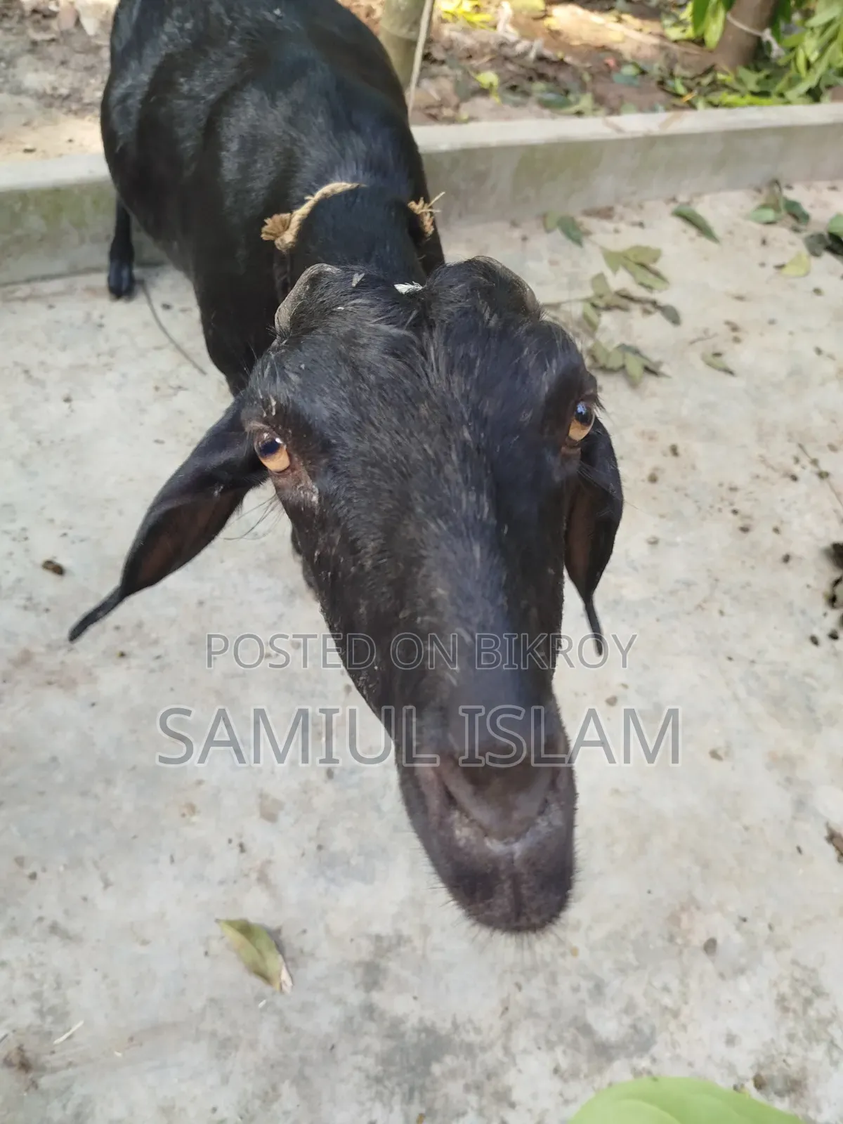 Local Pregnant Goat for Sale