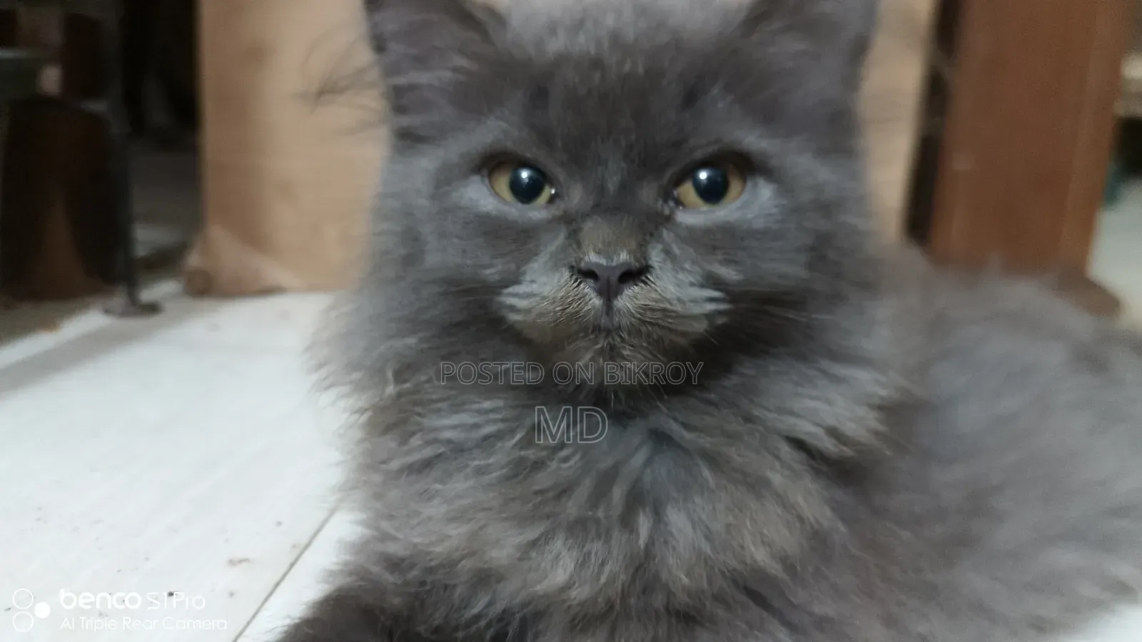 1-3 months Female Purebred Persian