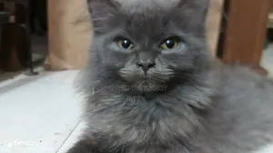 1-3 months Female Purebred Persian