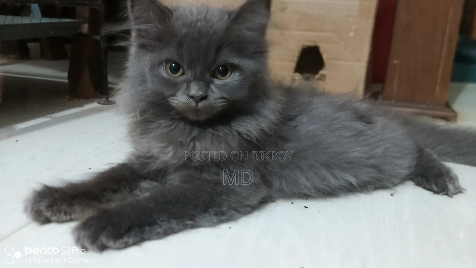 1-3 months Female Purebred Persian