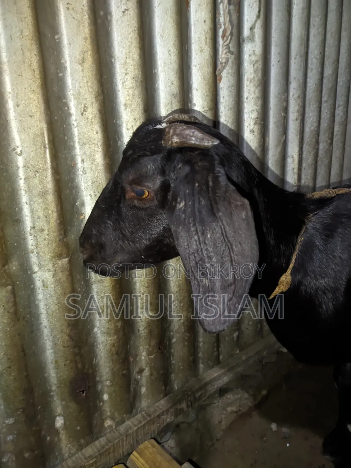 Local Pregnant Goat for Sale