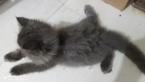 1-3 months Female Purebred Persian