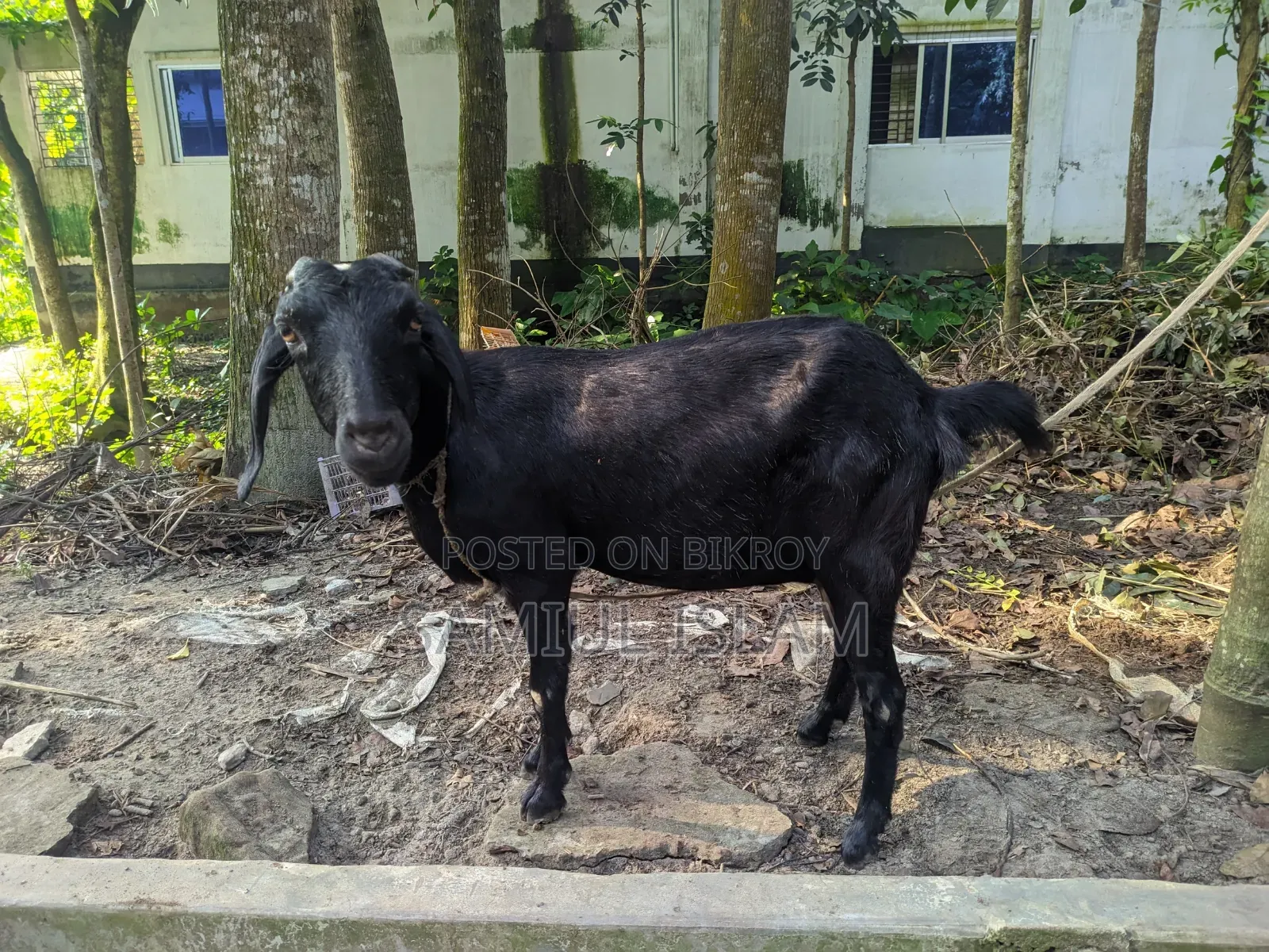Local Pregnant Goat for Sale