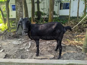 Local Pregnant Goat for Sale
