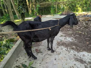 Local Pregnant Goat for Sale