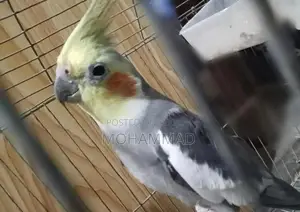 Cocatel Bird Sell
