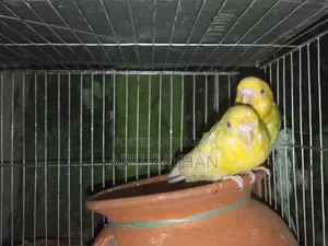 Tame Budgerigar Bird