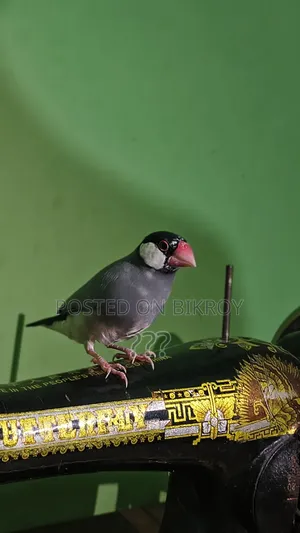 Java Finch Bird