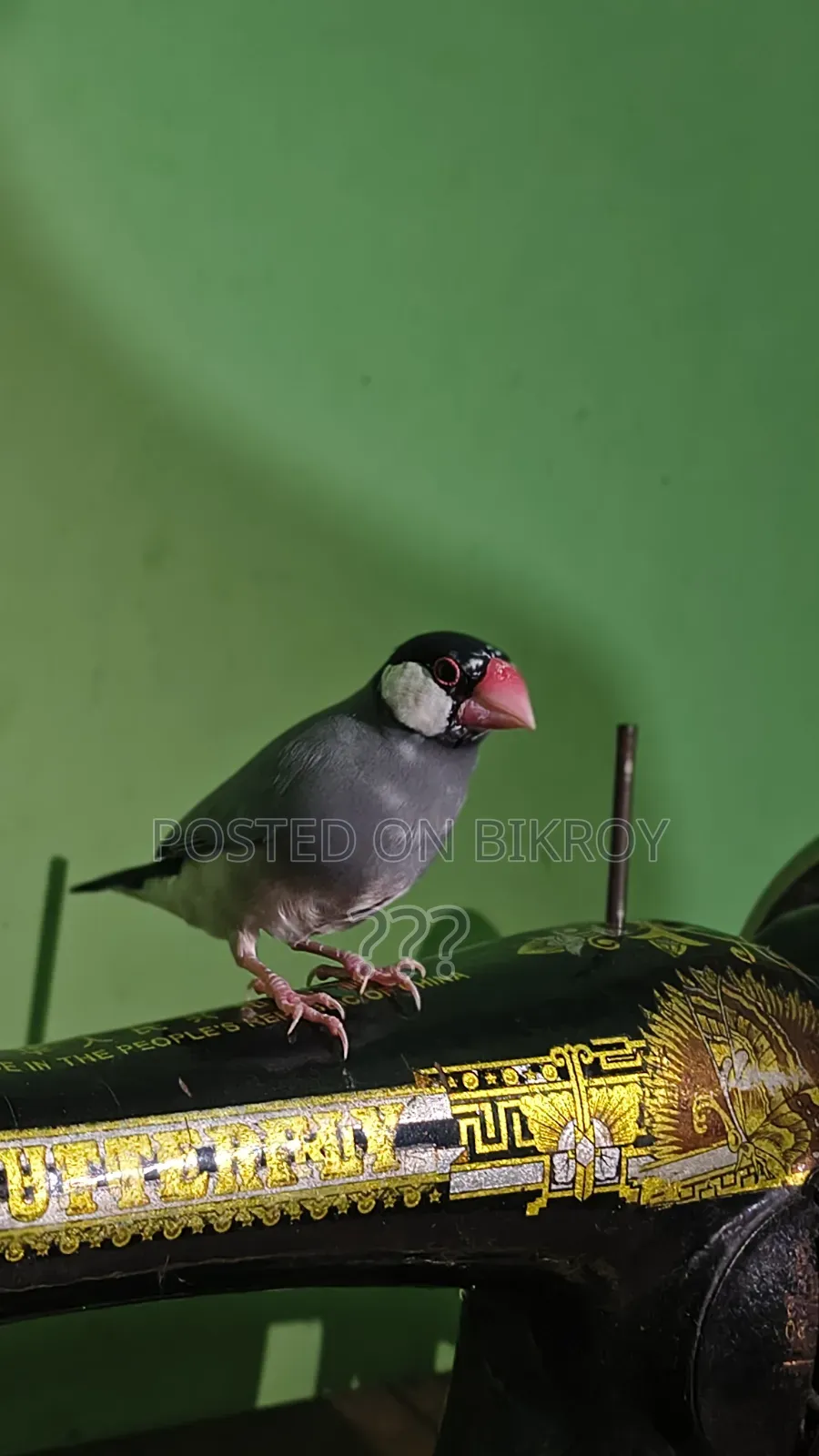 Java Finch Bird