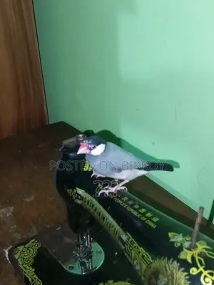 Java Finch Bird