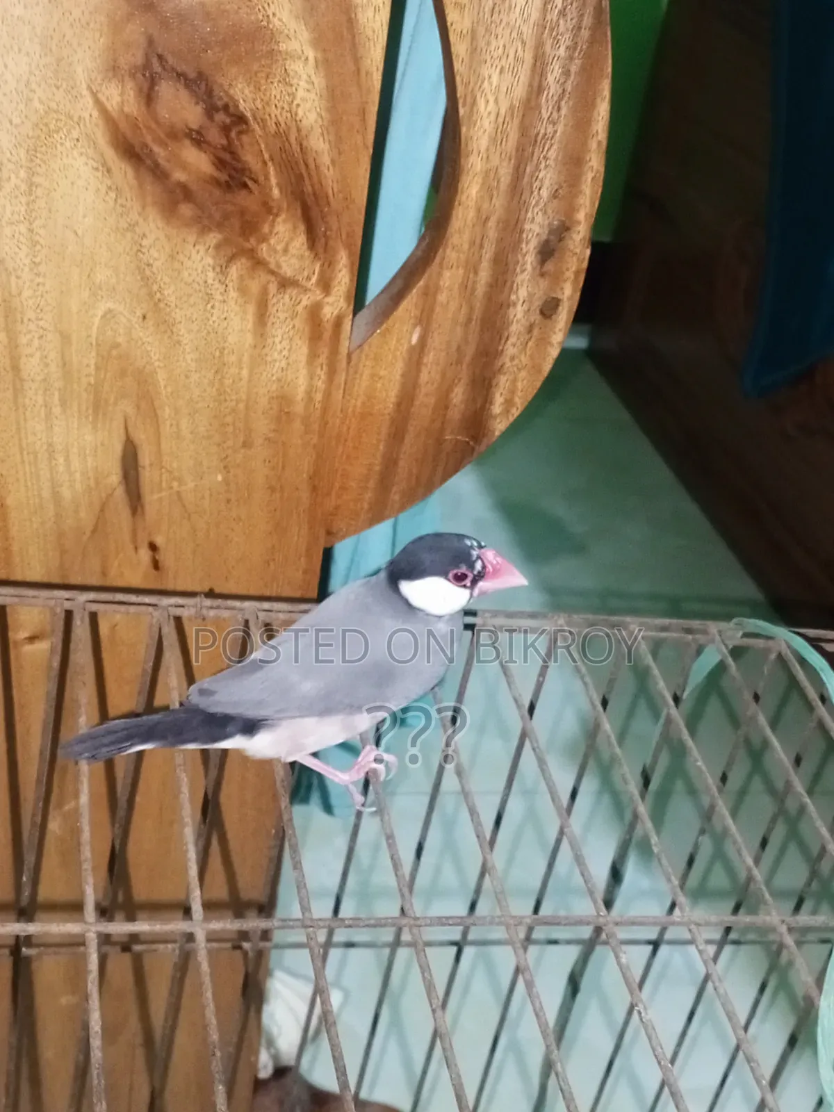Java Finch Bird