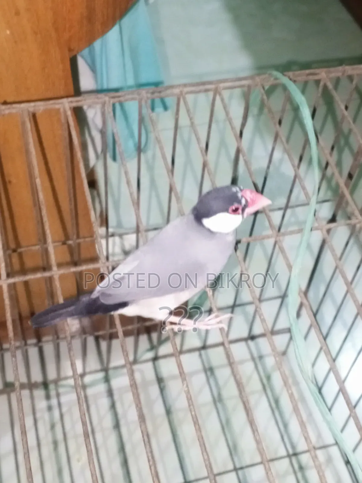 Java Finch Bird