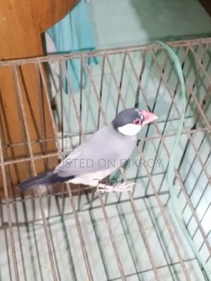 Java Finch Bird