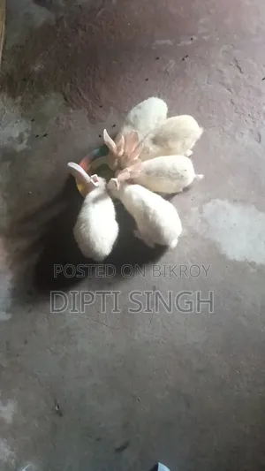 Three Pairs of Rabbits for Sale. Age 5 Months