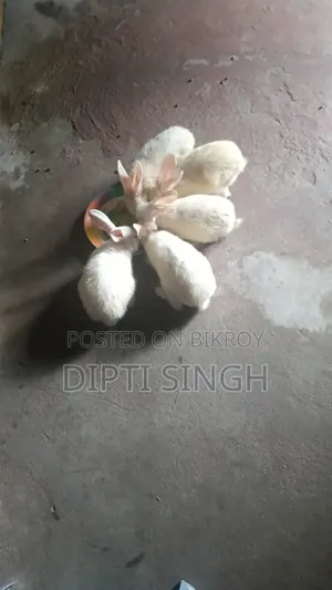 Three Pairs of Rabbits for Sale. Age 5 Months
