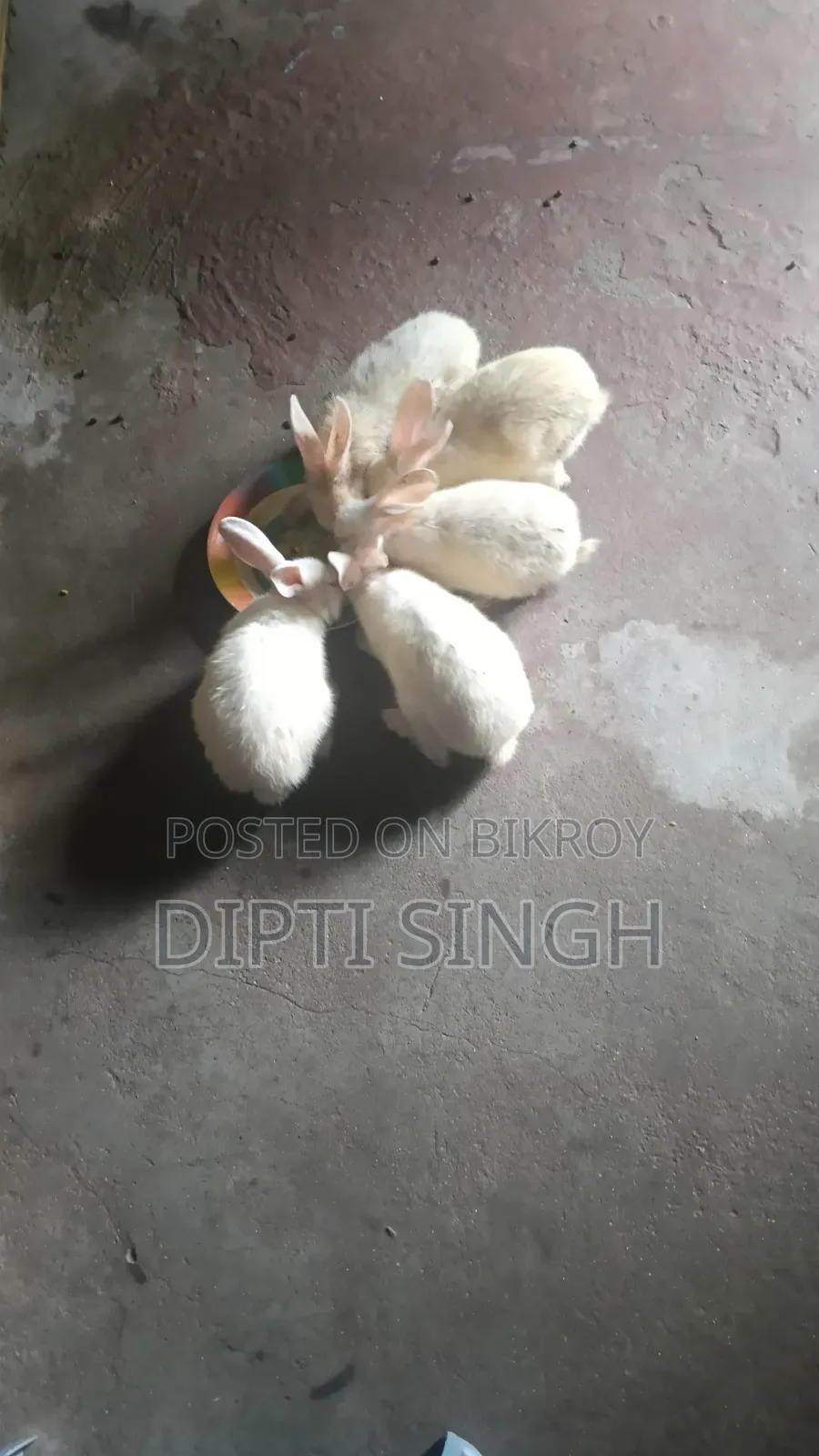 Three Pairs of Rabbits for Sale. Age 5 Months