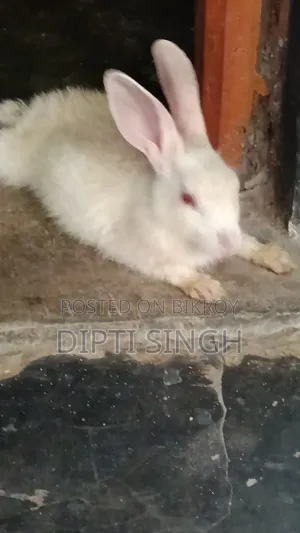 Three Pairs of Rabbits for Sale. Age 5 Months
