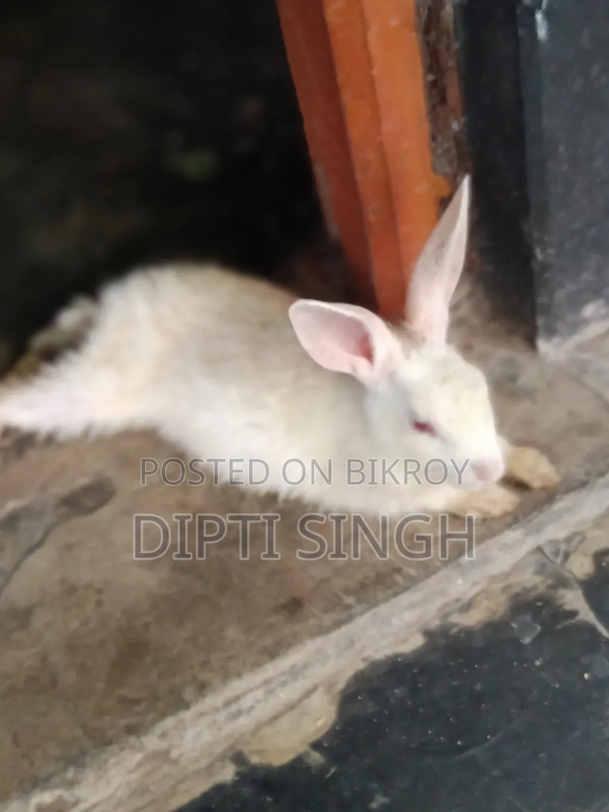 Three Pairs of Rabbits for Sale. Age 5 Months