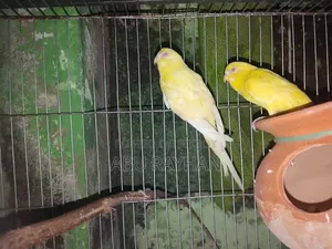 Tame Budgerigar Bird