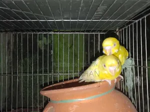 Tame Budgerigar Bird